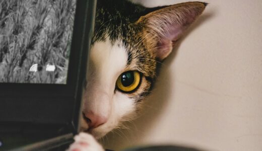 メルカリ物販が怪しいと言われる理由と安全な稼ぎ方｜初心者におすすめな理由も解説！
